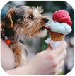Ice-cream